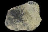 Elrathia Trilobite Fossil - Utah - House Range #139523-1